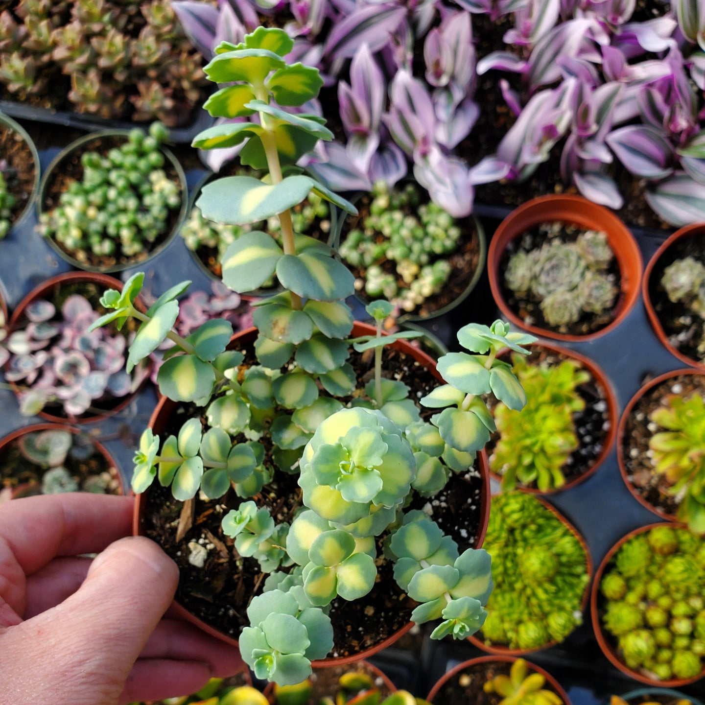 Sedum sieboldii f. variegatum